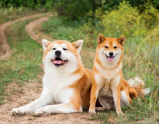 Hình ảnh chó Shiba dễ thương