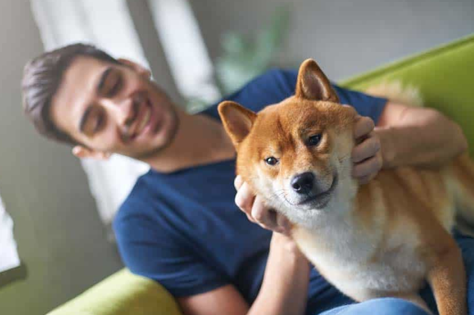 Chó shiba siêu đáng yêu