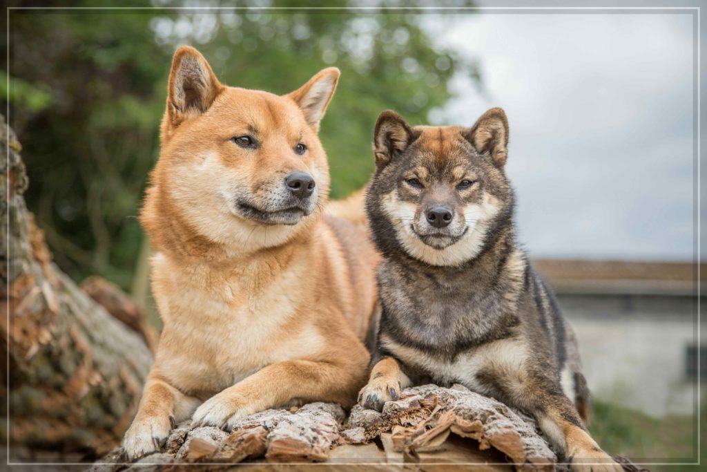 Hình nền chó Shiba HD