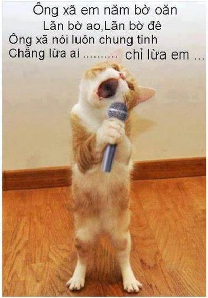 Hình ảnh mèo hát karaoke