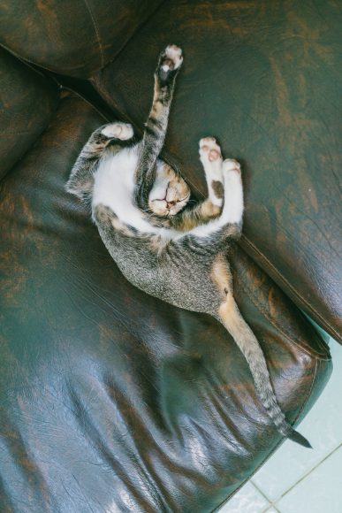 Hình ảnh chú mèo ngộ nghĩnh, tư thế nằm ngủ cực cool