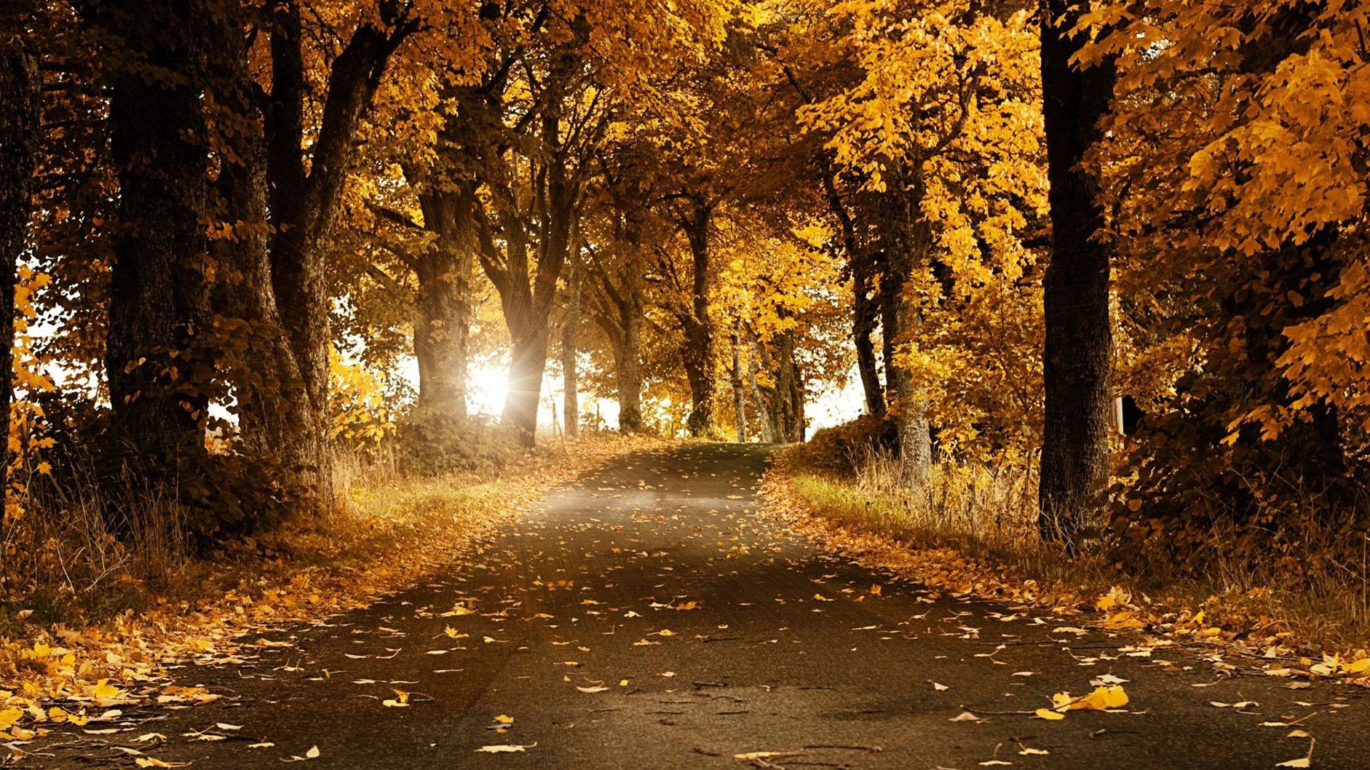 Hình nền con đường mùa thu
