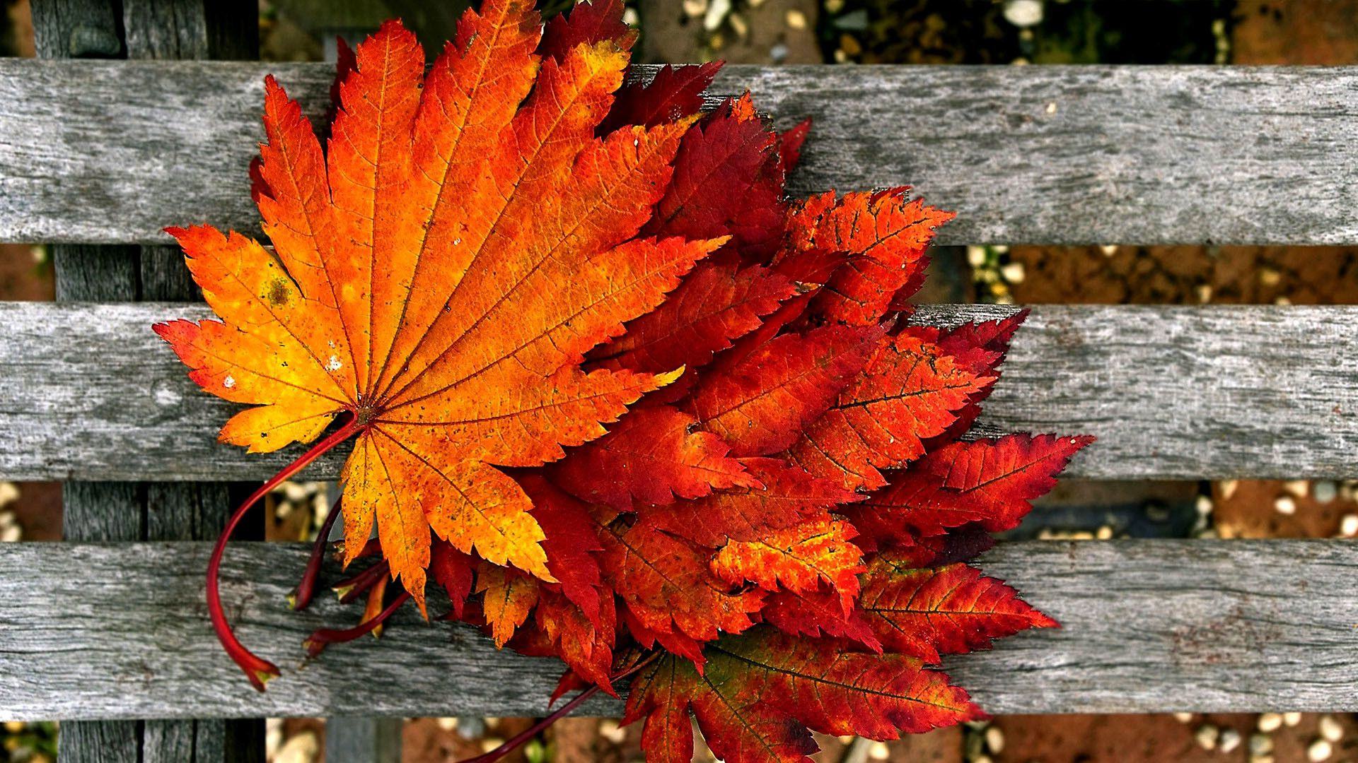 Hình nền lá phong mùa thu