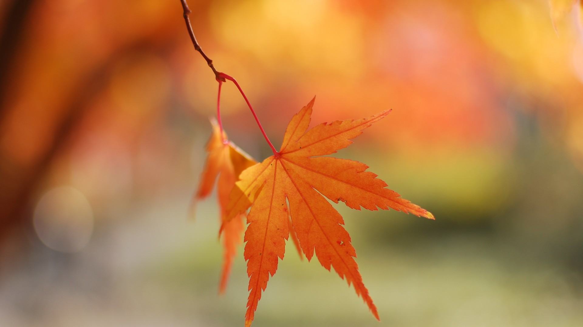 Hình nền lá phong mùa thu đẹp
