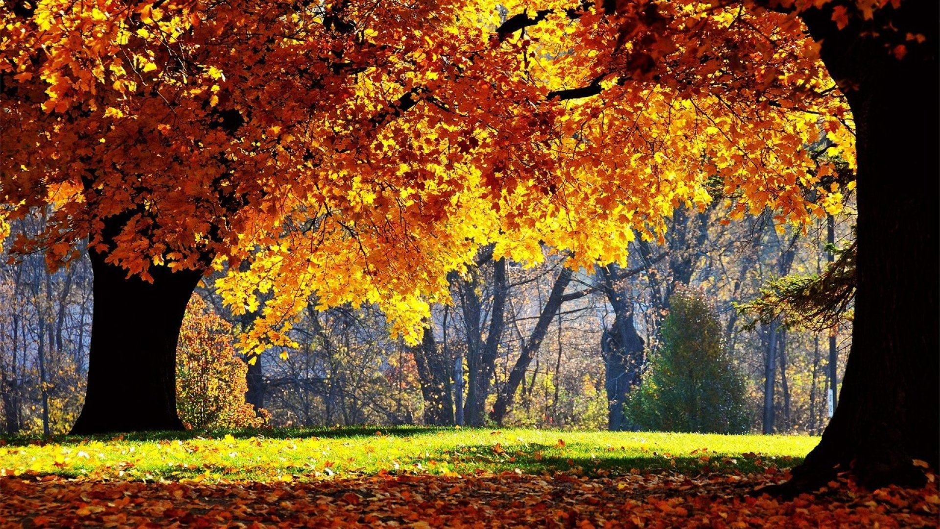 Hình nền lá mùa thu