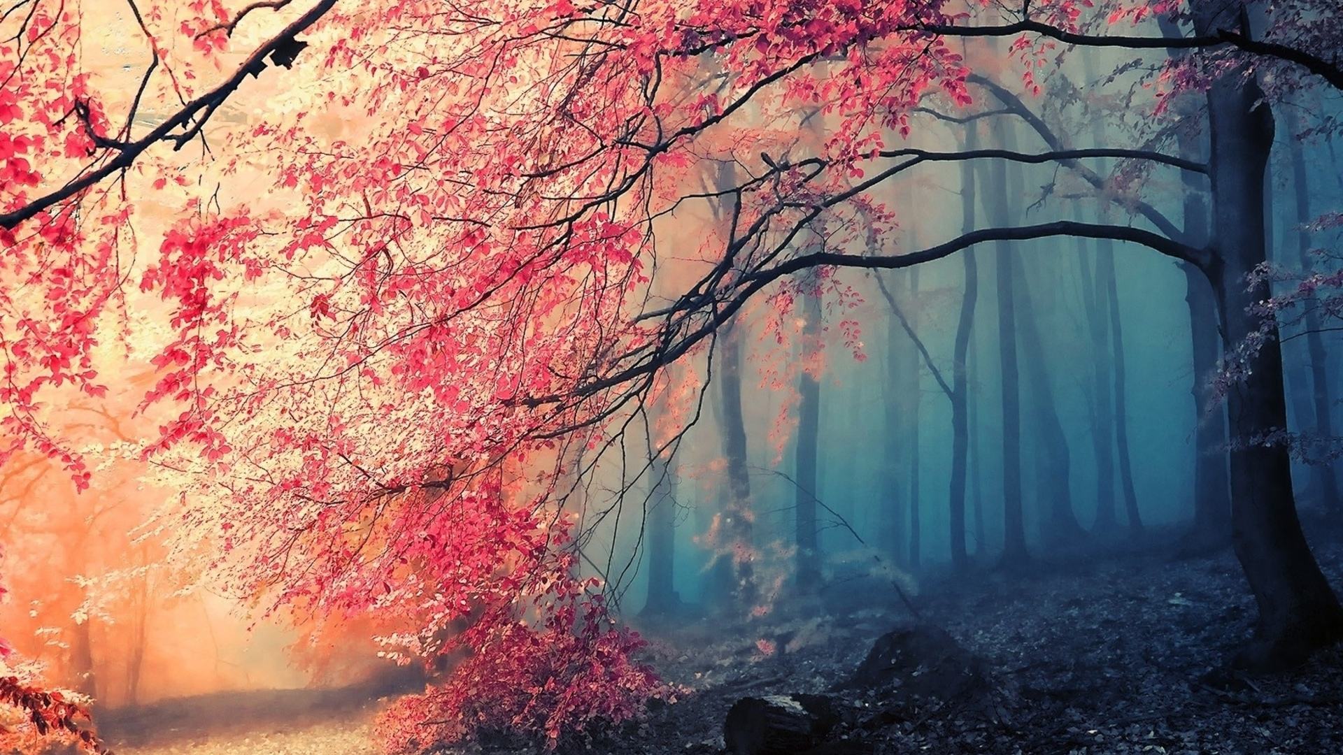 Hình nền mùa thu màu hồng