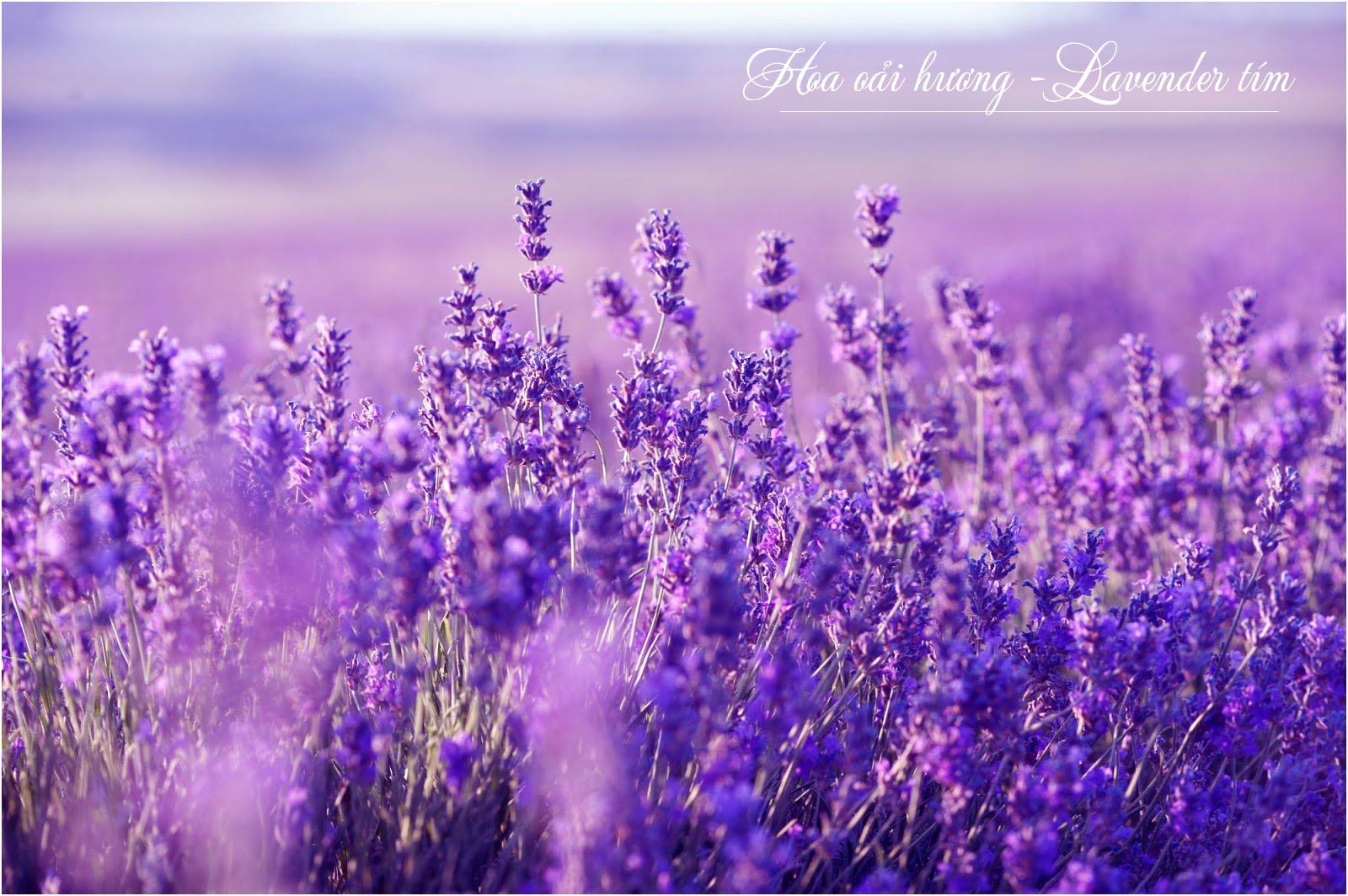 Hình Ảnh Hoa Oải Hương - Lavender