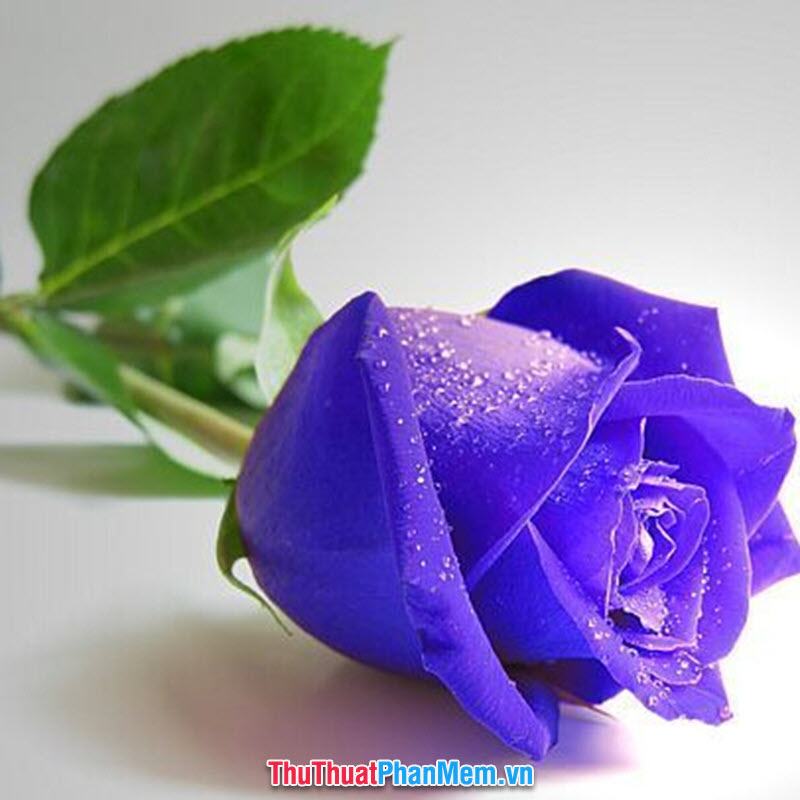 Hoa hồng tím dành tặng mẹ nhân ngày mùng 8 tháng 3