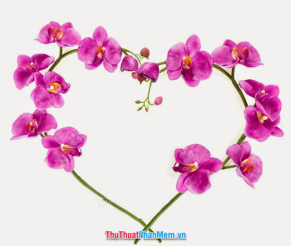 Hoa lan vẽ lên trái tim tình yêu tặng cho vợ hoặc người yêu vào ngày mùng 8 tháng 3