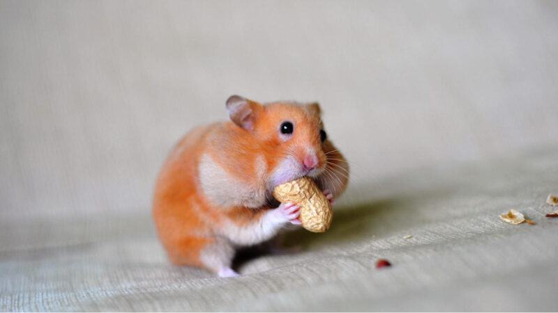 Hình ảnh chuột hamster ăn đậu phộng