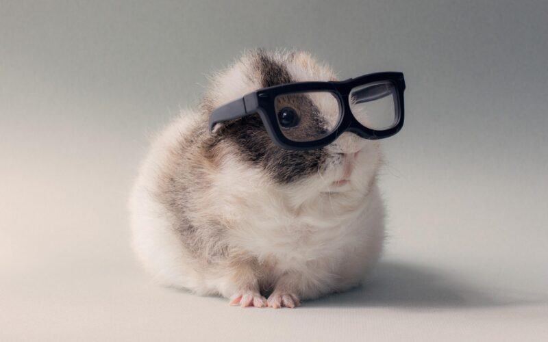 Hình ảnh hamster đeo kính