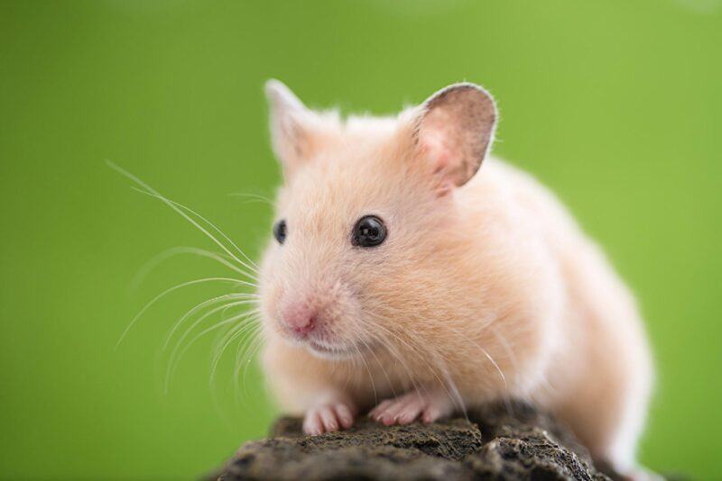 hình ảnh hamster dễ thương