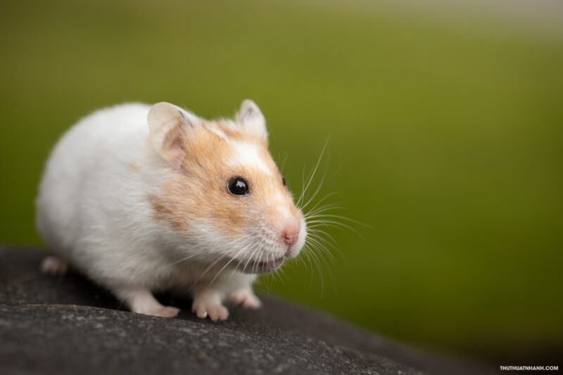Hình ảnh hamster đáng yêu, dễ thương và ngộ nghĩnh nhất