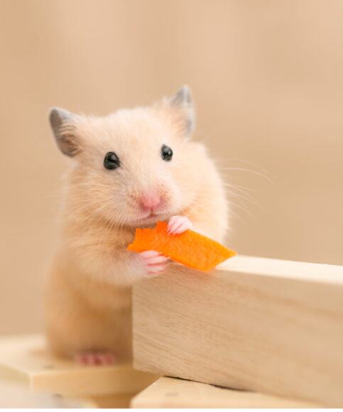 Hình ảnh hamster đang ăn