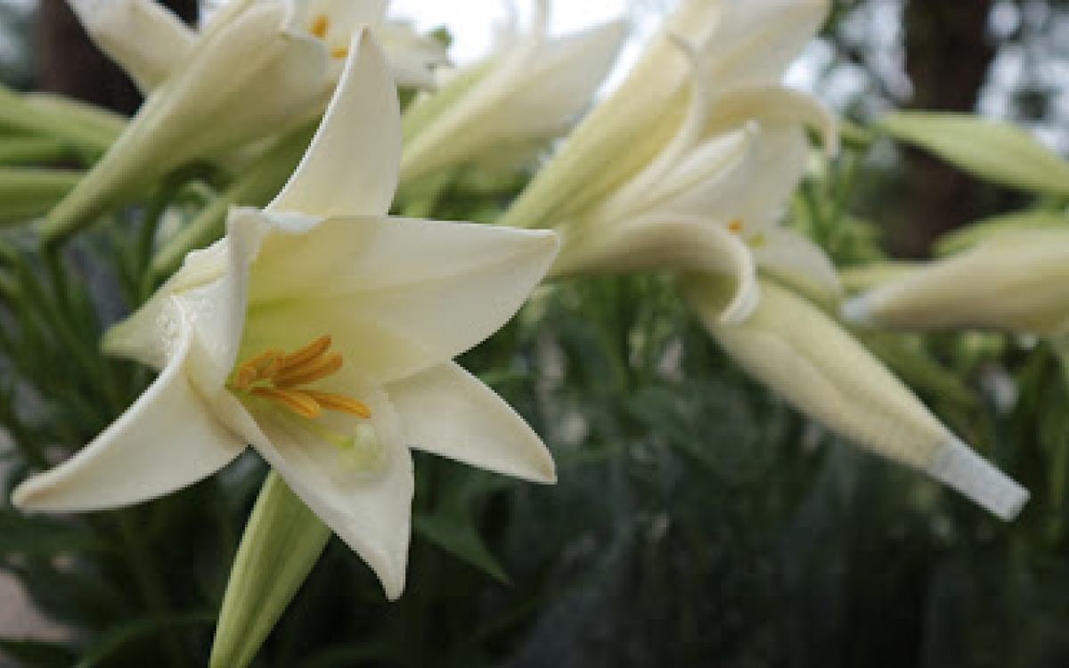 Hình ảnh hoa loa kèn trắng đẹp nhất