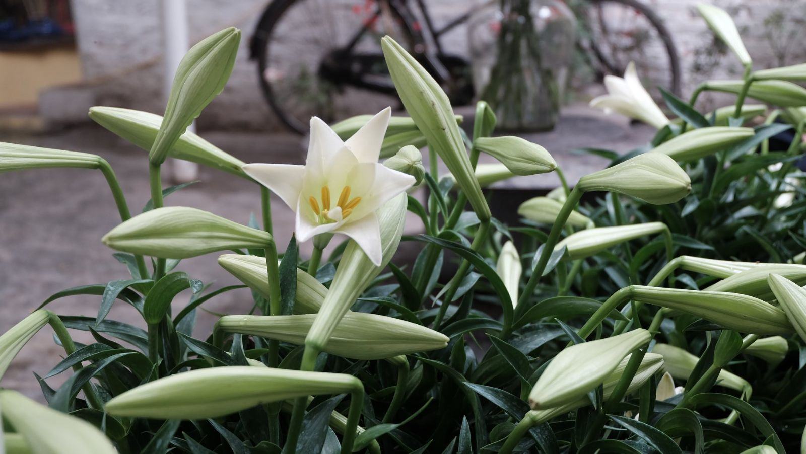 Hình ảnh vườn hoa loa kèn trắng đẹp nhất