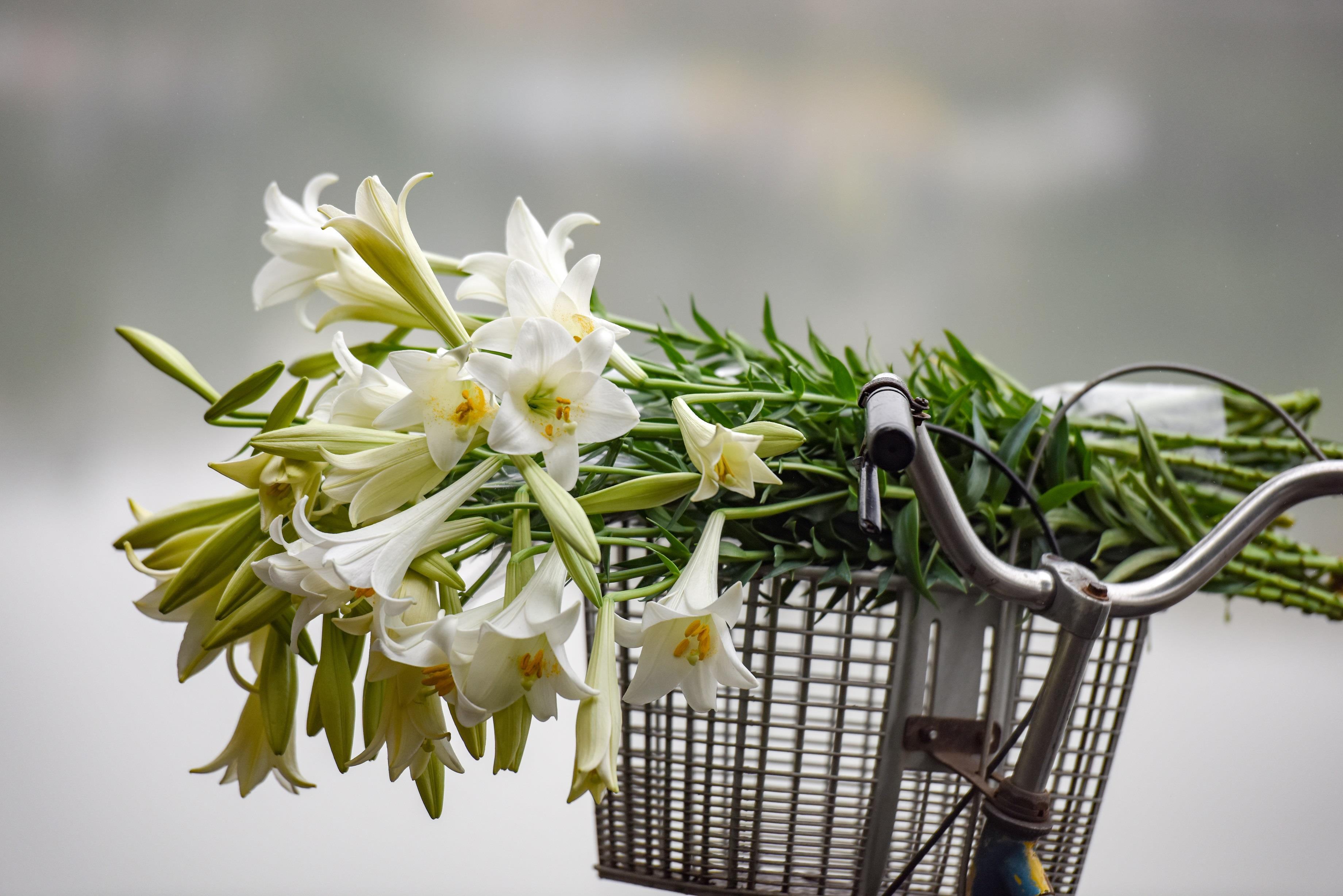 Hình ảnh hoa loa kèn trắng Đà Lạt đẹp nhất