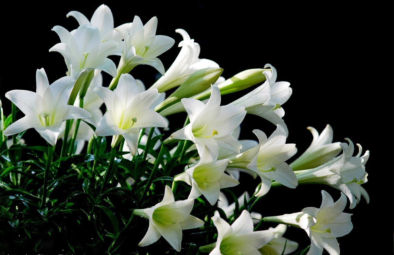 hình ảnh hoa loa kèn trắng đẹp