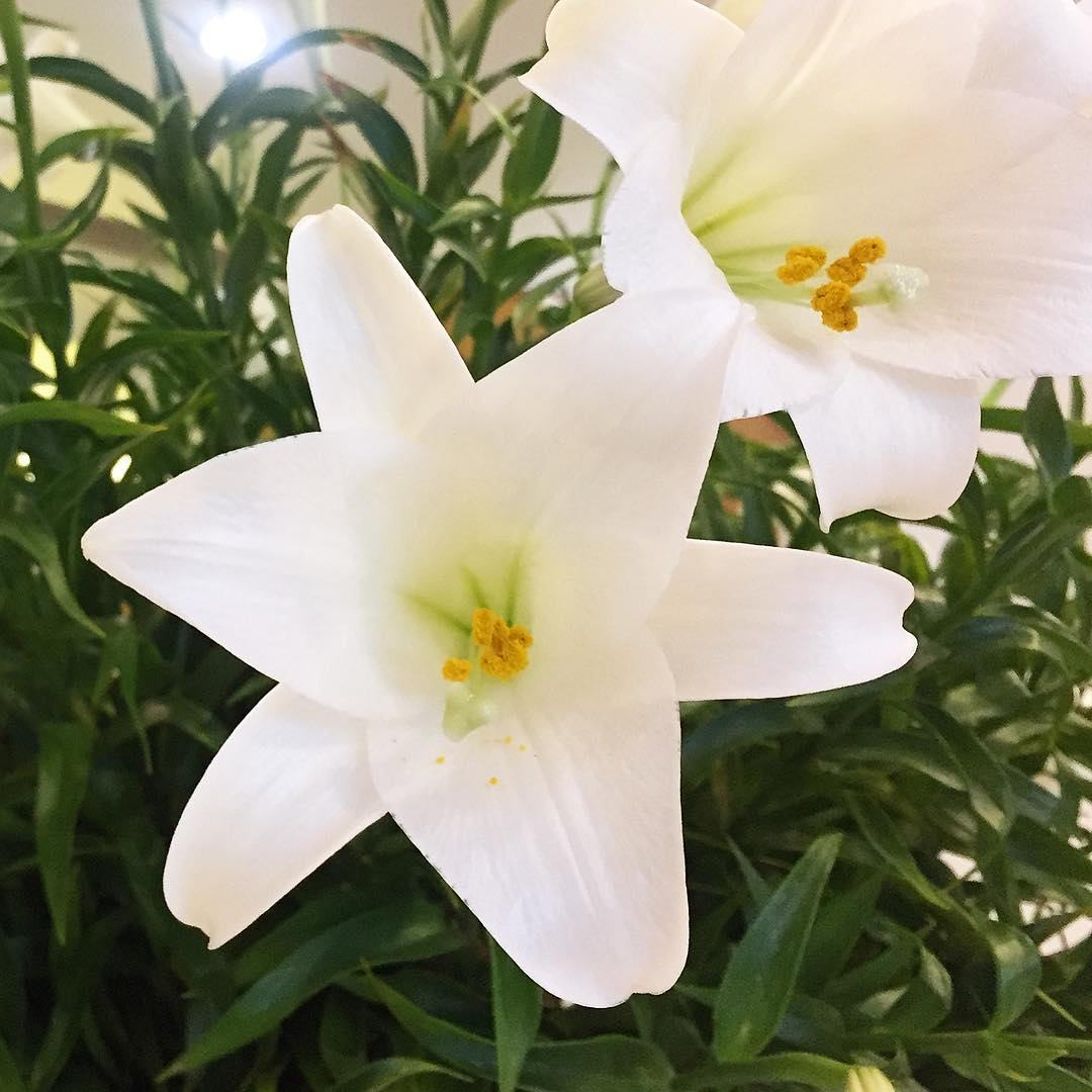 hình ảnh hoa loa kèn trắng đẹp nhất