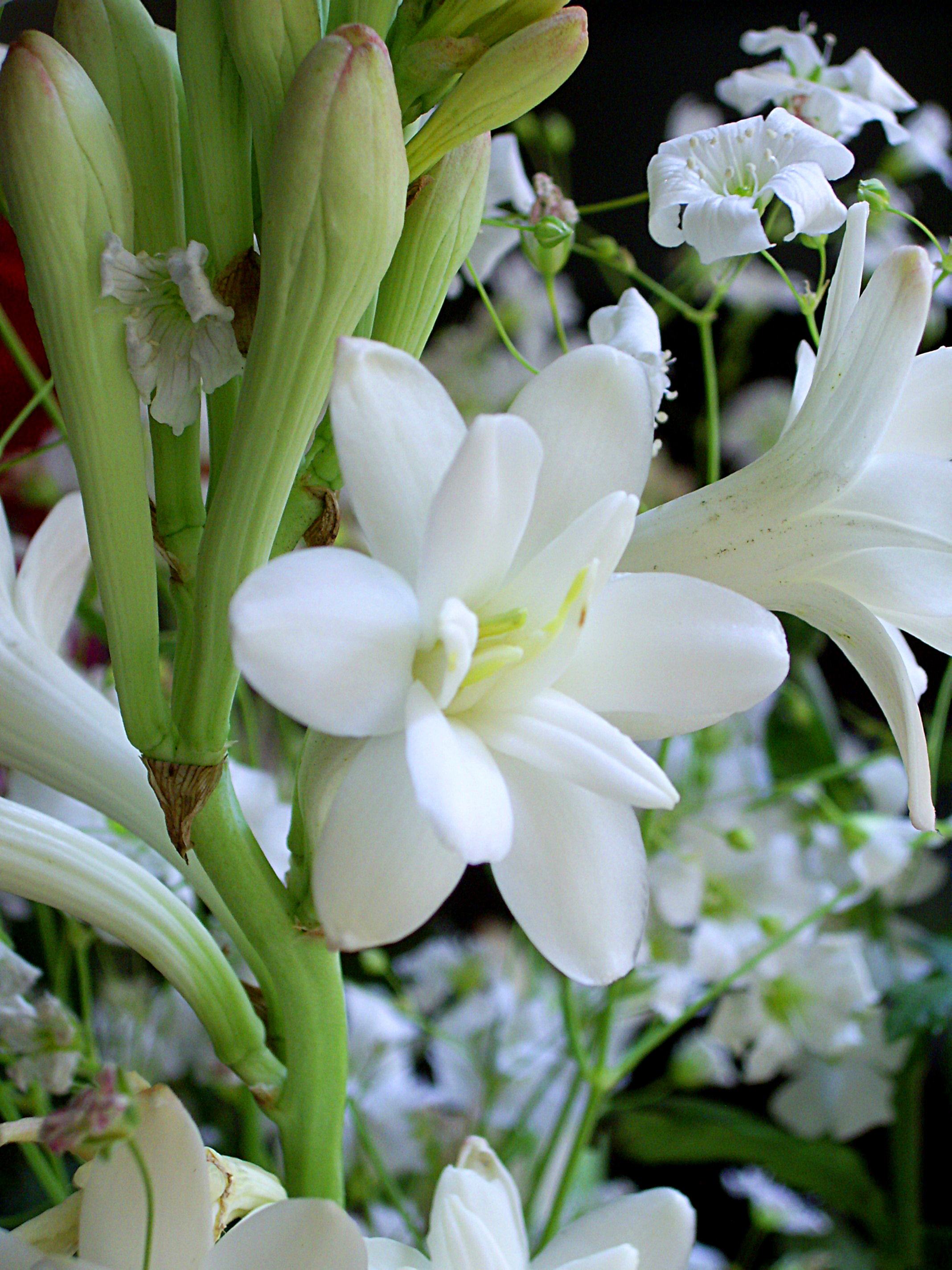 Hình ảnh hoa loa kèn trắng tinh khôi đẹp nhất