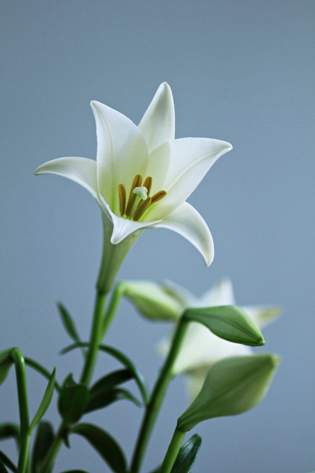 Hình ảnh hoa loa kèn trắng