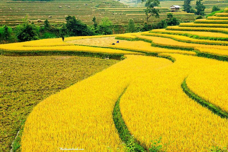 Hình ảnh cánh đồng lúa chín vàng