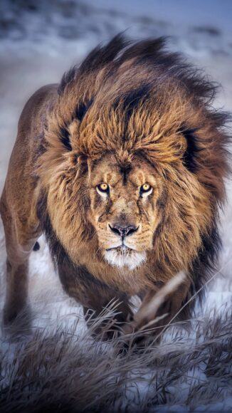 Hình ảnh sư tử đực dũng mãnh