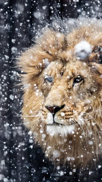 chân dung của một con sư tử trong tuyết