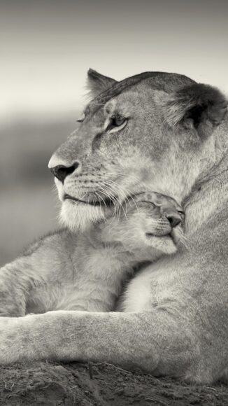 Hình ảnh sư tử cái ôm đàn con