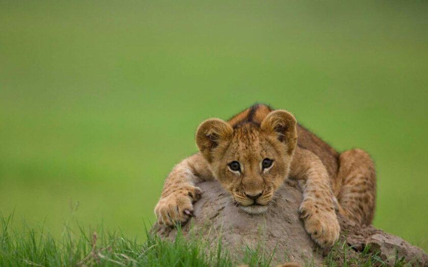 sư tử nhỏ dễ thương