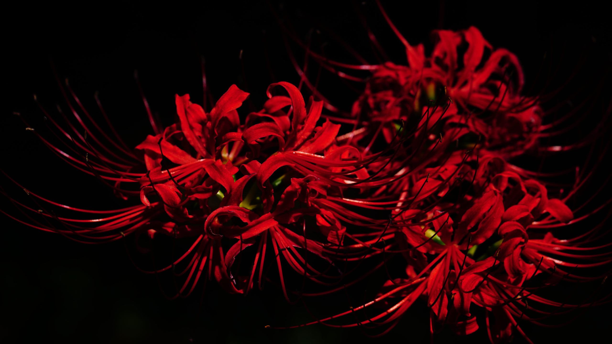 Hình nền hoa Bỉ Ngạn đỏ