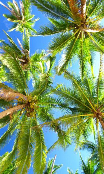 Hình ảnh cây dừa cao