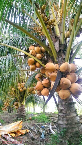 Hình ảnh cây dừa vàng lùn
