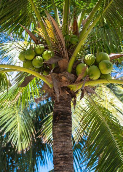 Hình ảnh cây dừa trĩu quả