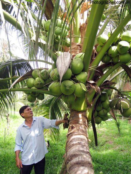 Hình ảnh cây dừa xiêm Bến Tre