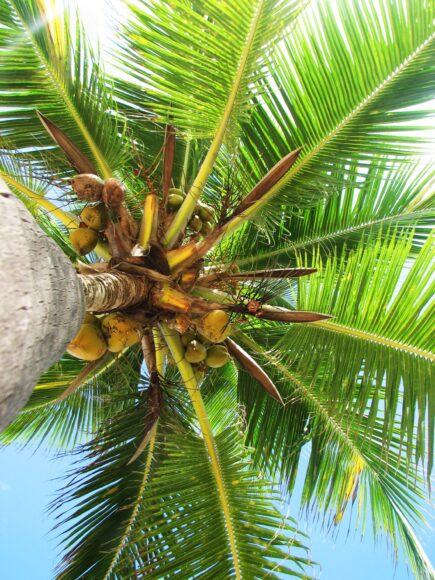 Hình ảnh cây dừa đẹp nhất
