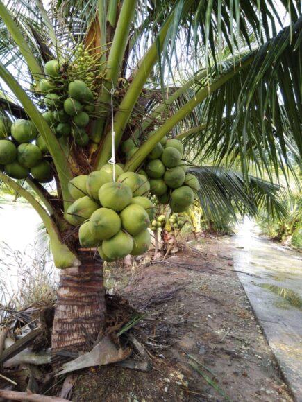 Hình ảnh cây dừa lùn