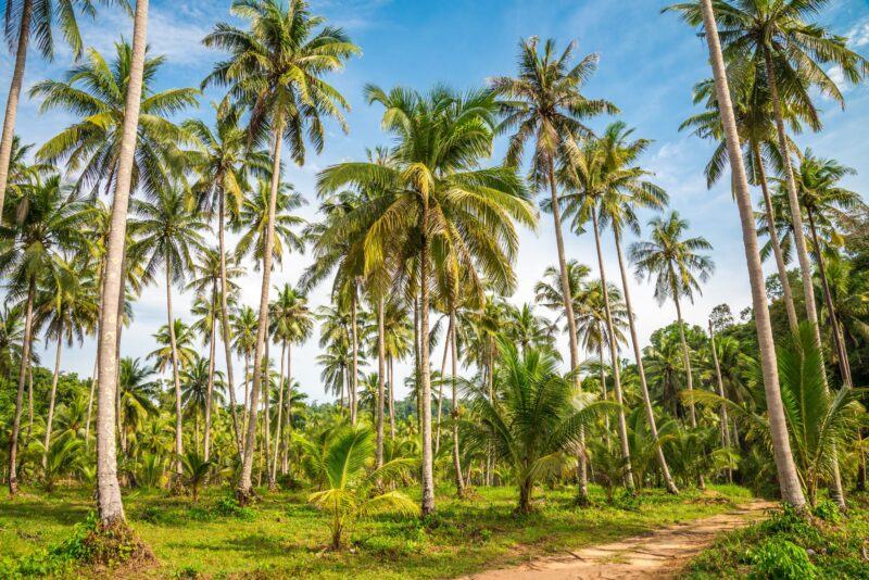 Hình ảnh cây dừa trên hoang đảo
