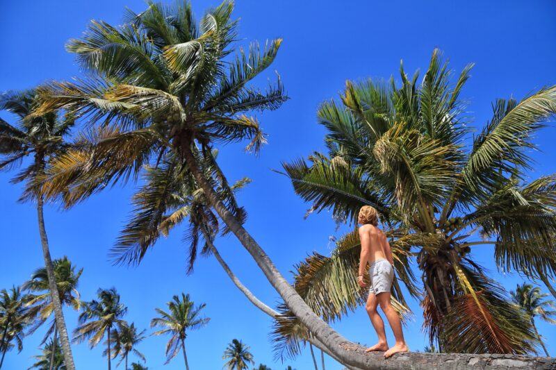 Hình ảnh cây dừa cao cong vút
