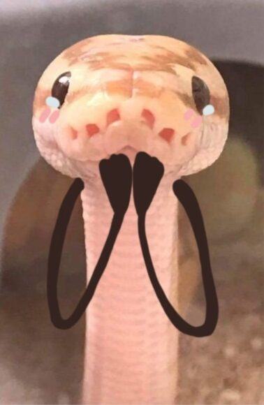 Hình ảnh hài hước về rắn