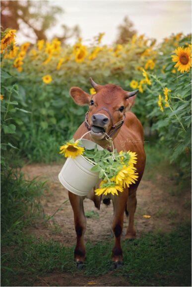 Hình ảnh con bò ôm hoa hướng dương