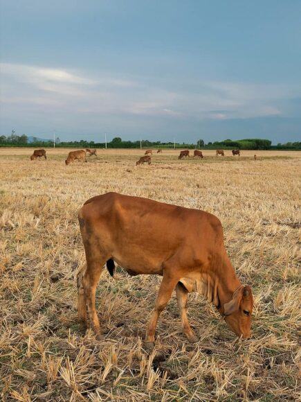 Hình ảnh con bò đang ăn cỏ