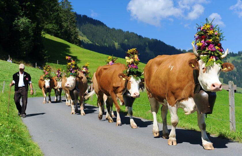 hình ảnh bò trong lễ hội truyền thống