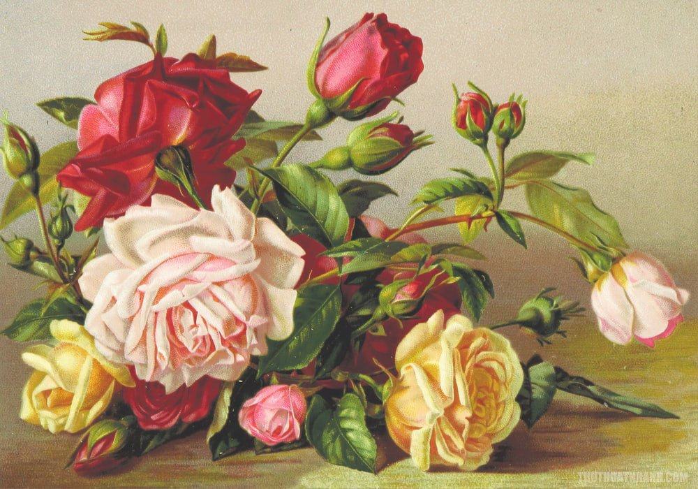 tranh vẽ hoa hồng các loại đẹp