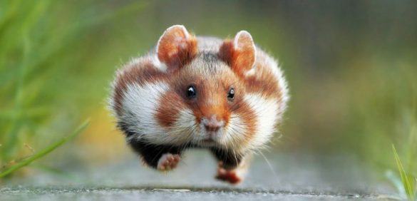 Hình ảnh ngộ nghĩnh về những chú chuột béo đang chạy