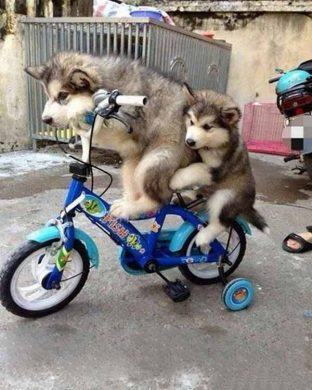 Chú chó đi xe đạp ngộ nghĩnh