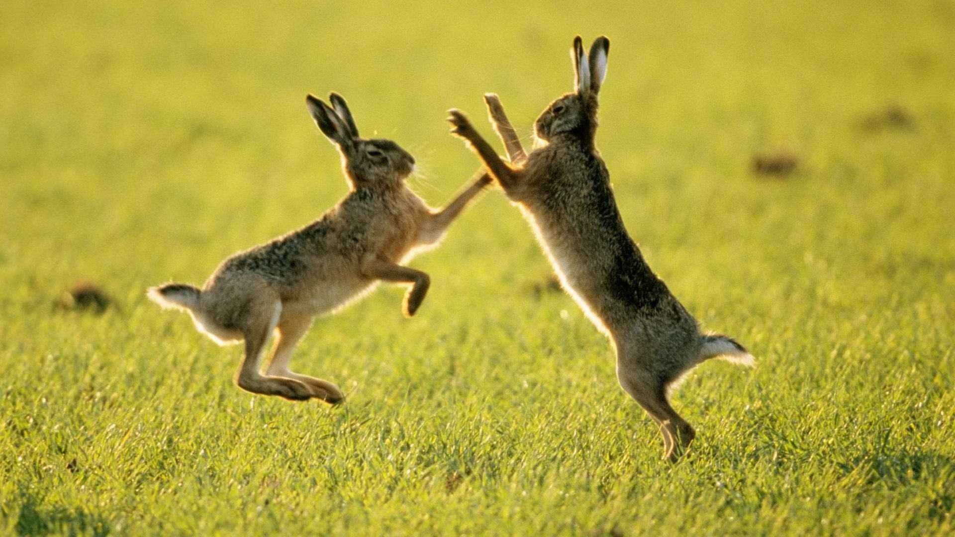 Hình nền con thỏ đẹp