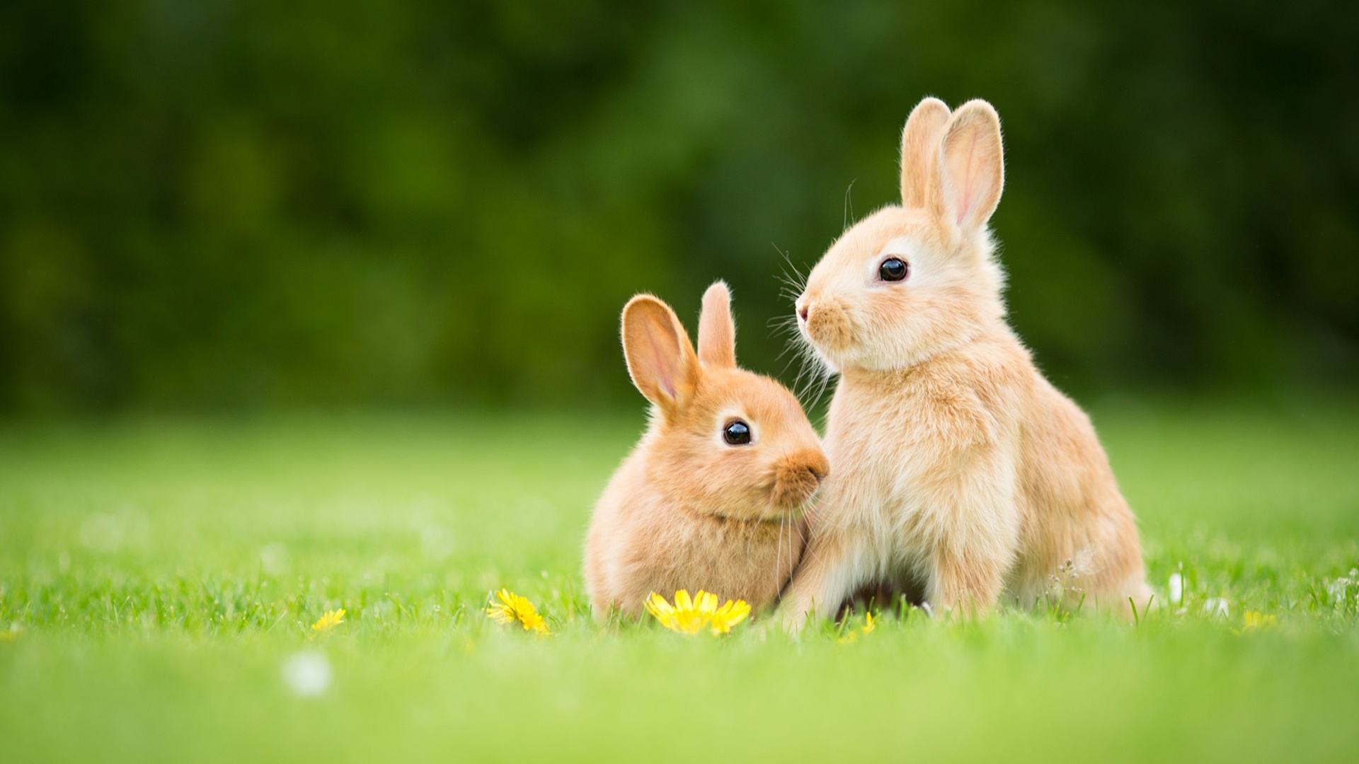Hình nền con thỏ đẹp nhất