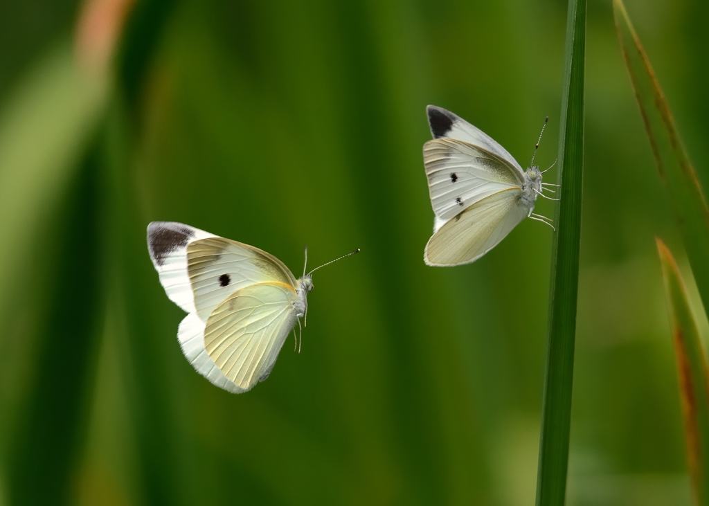 Hình ảnh con bướm đẹp