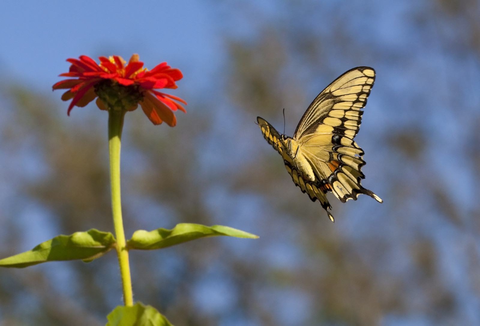 Hình ảnh bướm bay đến hoa